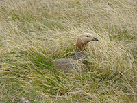 whitegrass-and-goose